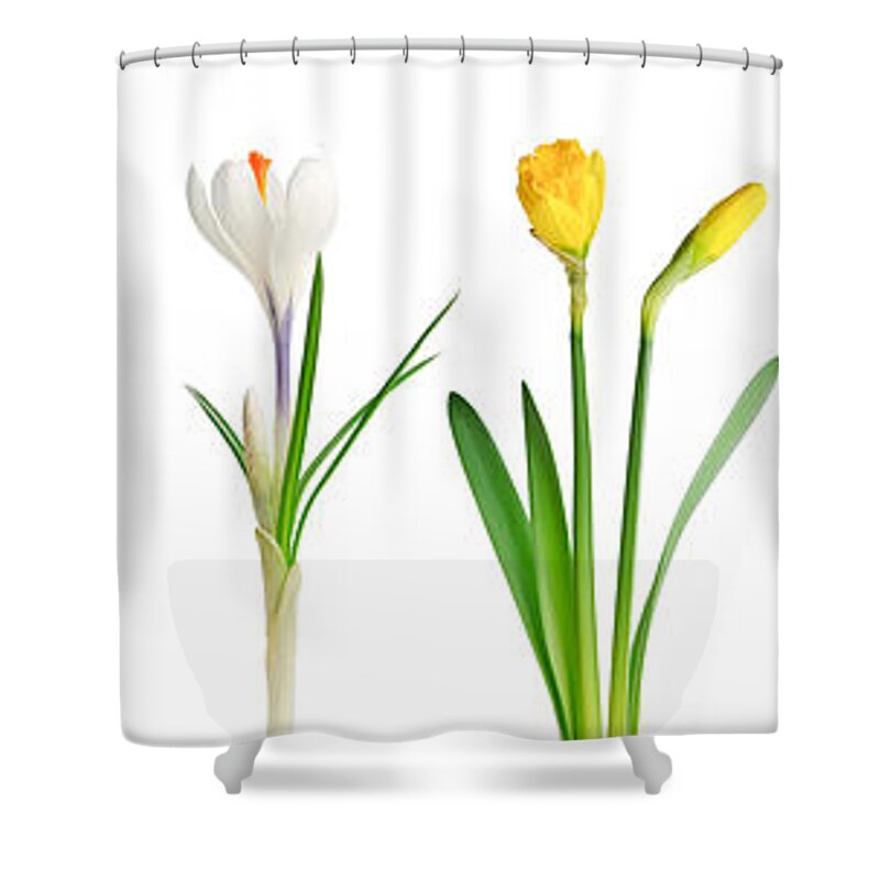 Flowers Shower Curtain featuring the photograph Spring flowers 1 by Elena Elisseeva