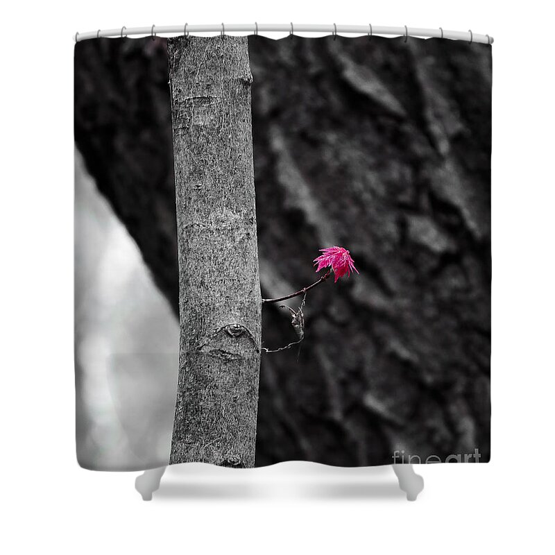 Natural Bridge Shower Curtain featuring the photograph Spring Maple Growth by Steven Ralser