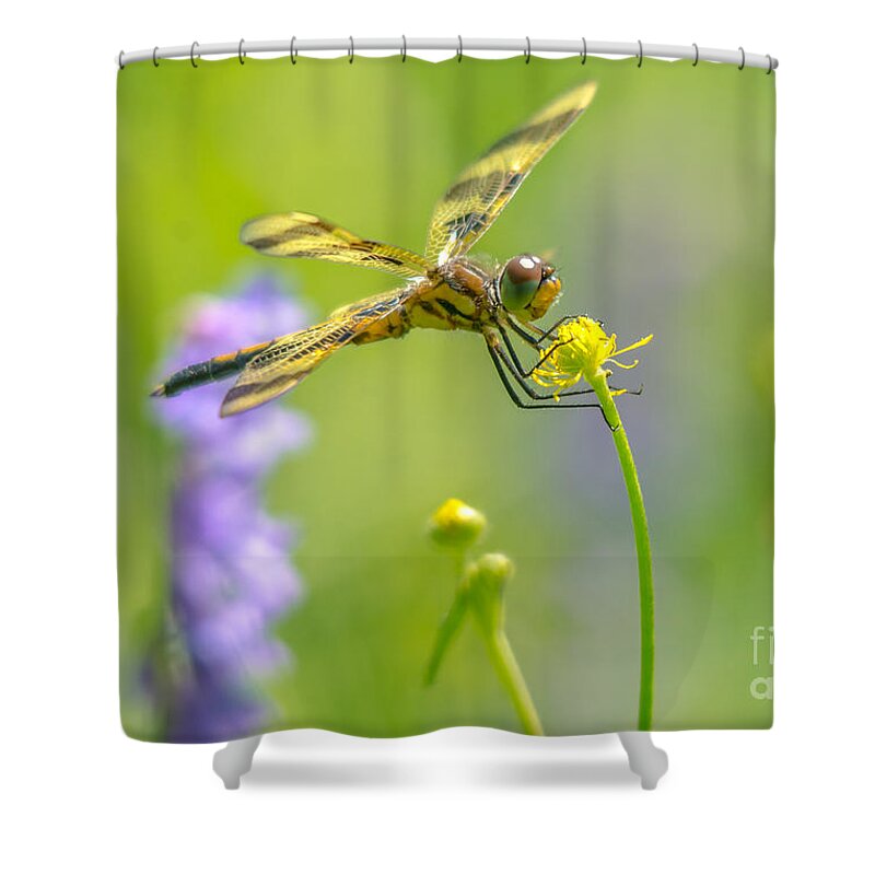 Halloween Pennant Dragonfly Shower Curtain featuring the photograph Spring Halloween Pennant by Cheryl Baxter