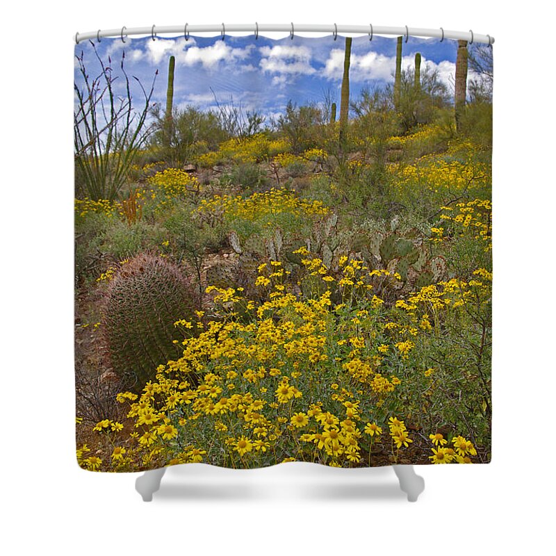Spring Shower Curtain featuring the photograph Spring in the Desert by Will Wagner