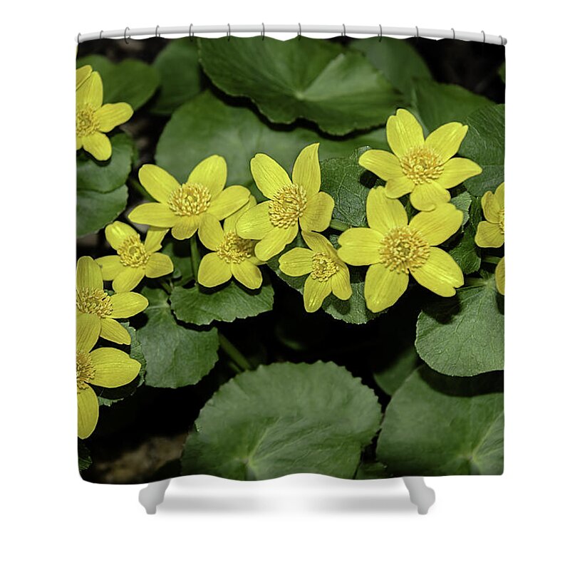 Nature Shower Curtain featuring the photograph Spring Kingcup by LeeAnn McLaneGoetz McLaneGoetzStudioLLCcom
