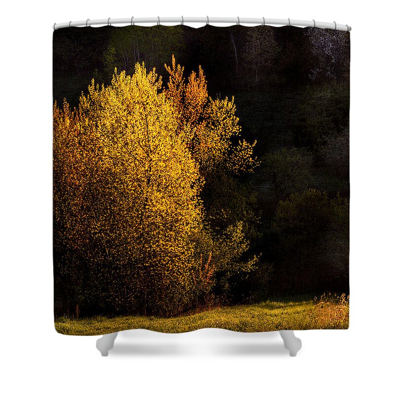 Trees Shower Curtain featuring the photograph Spring Light by Thomas Young