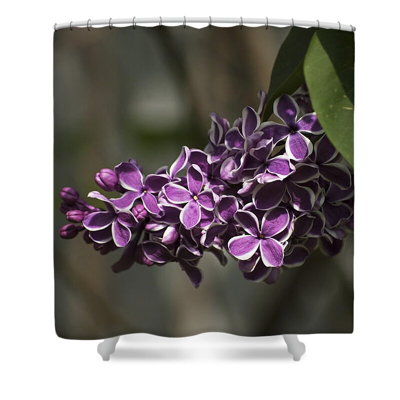 Lilac Shower Curtain featuring the photograph Spring Lilac by Elsa Santoro