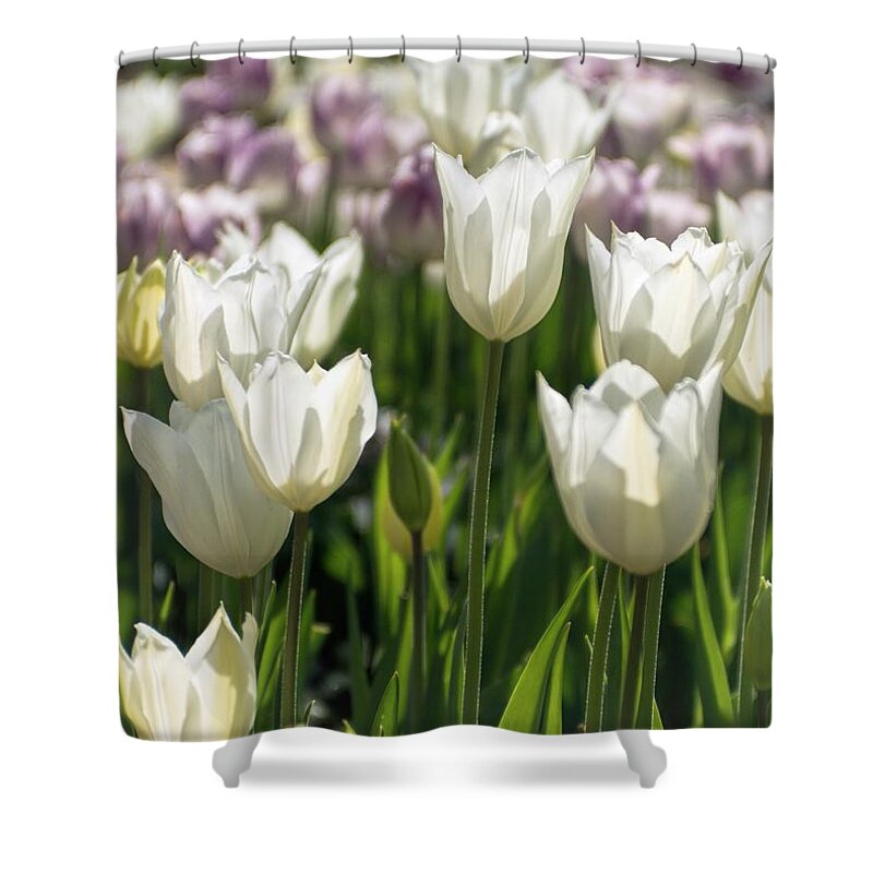 White Shower Curtain featuring the photograph Spring Morning by Peggy Hughes