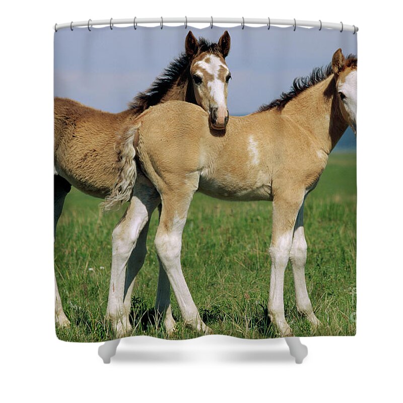 00340173 Shower Curtain featuring the photograph Spring Mustang Foals by Yva Momatiuk John Eastcott