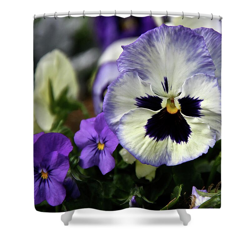 Pansy Shower Curtain featuring the photograph Spring Pansy Flower by Ed Riche