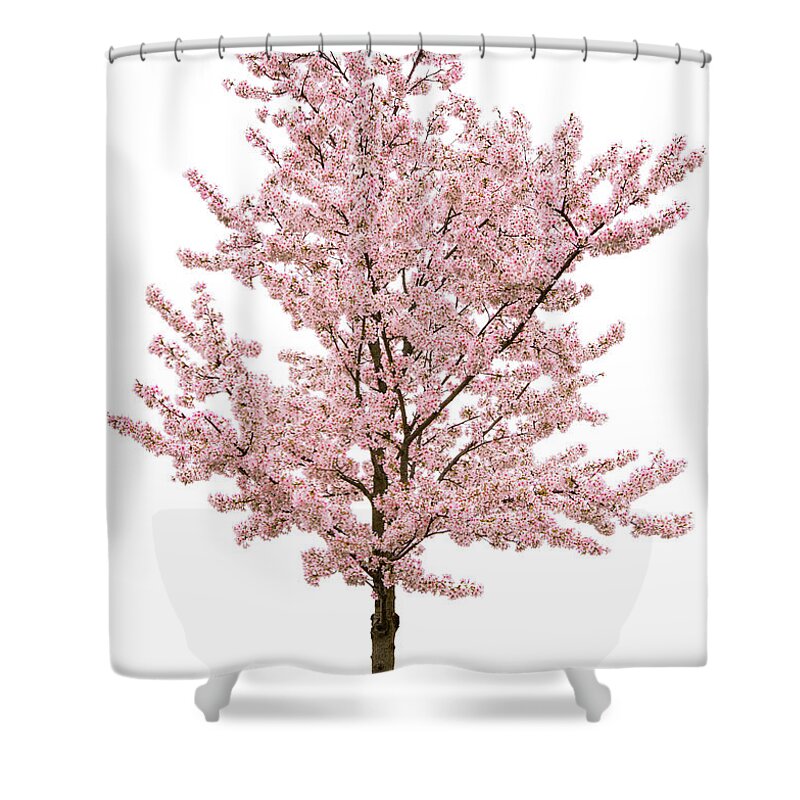 Cherry Shower Curtain featuring the photograph Spring Pink Blossom Tree Isolated On by Ryasick
