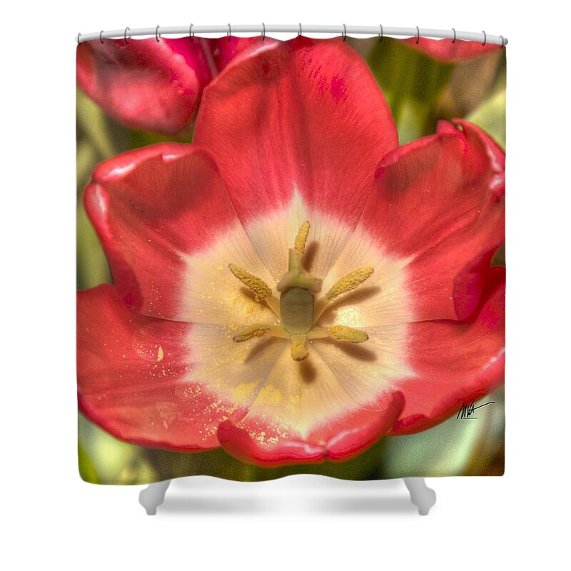 Spring Shower Curtain featuring the photograph Spring Red Tulip by Mark Valentine