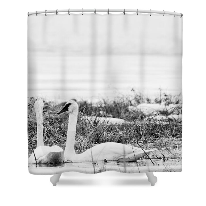 Trumpeter Swan Shower Curtain featuring the photograph Spring Romance by Cheryl Baxter
