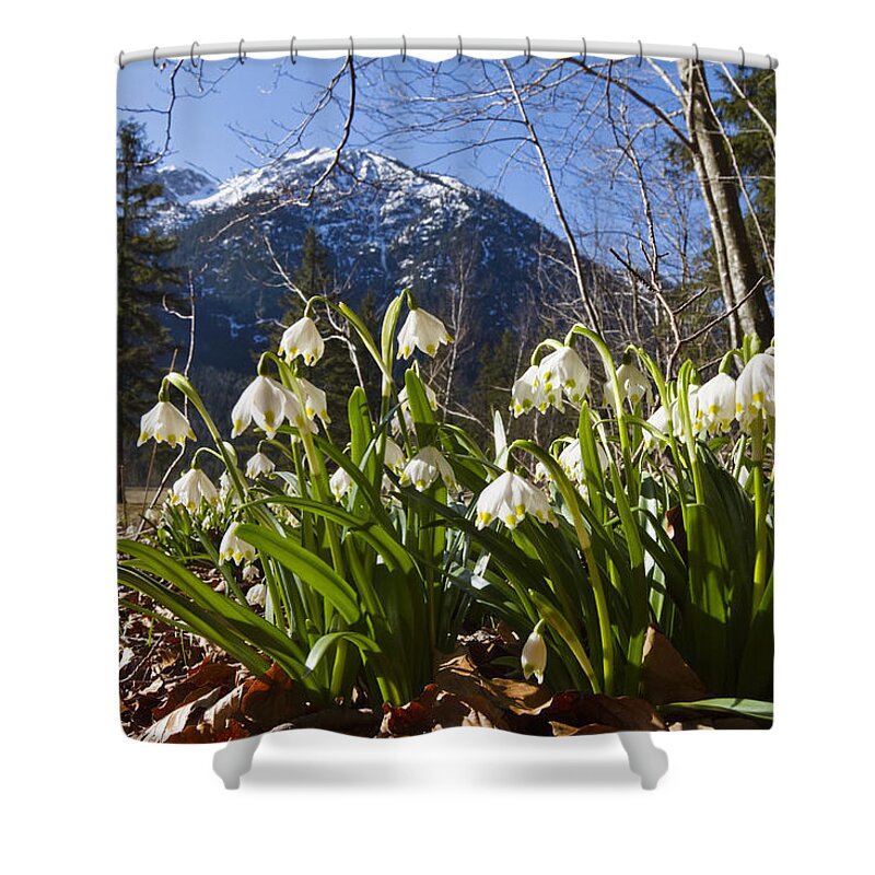 Feb0514 Shower Curtain featuring the photograph Spring Snowflake Flowers Bavaria by Konrad Wothe
