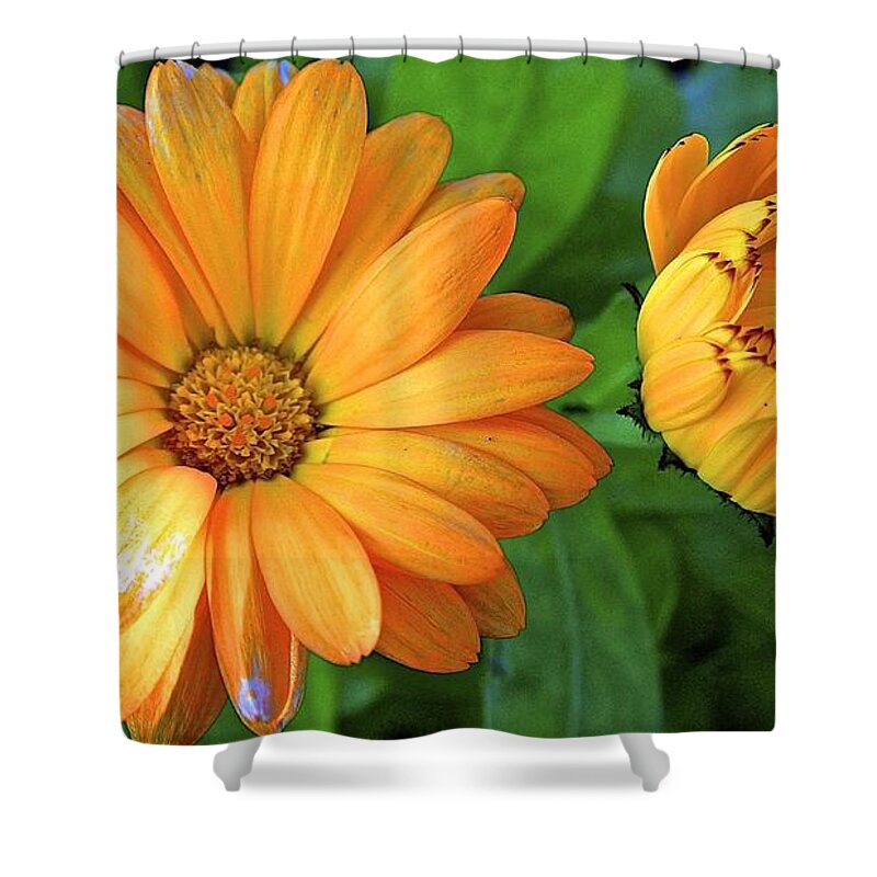 Fcalendula Shower Curtain featuring the photograph Spring Time by Cheryl Cutler