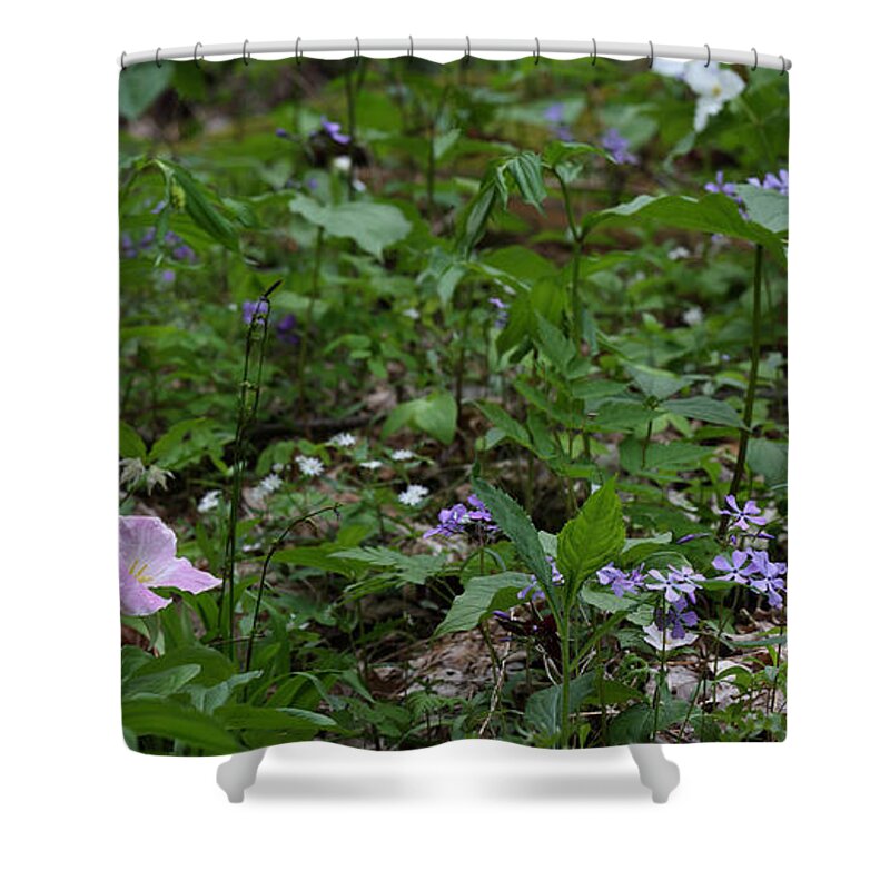 Spring Wildflowers Along Panther Branch Trail Shower Curtain featuring the photograph Spring Wildflowers Along Panther Branch Trail Frozen Head Tennessee State Park Tennessee by Daniel Reed