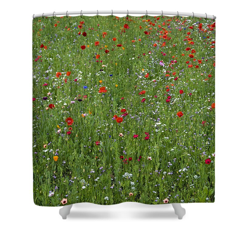 Spring Shower Curtain featuring the photograph Spring2 by Milena Boeva