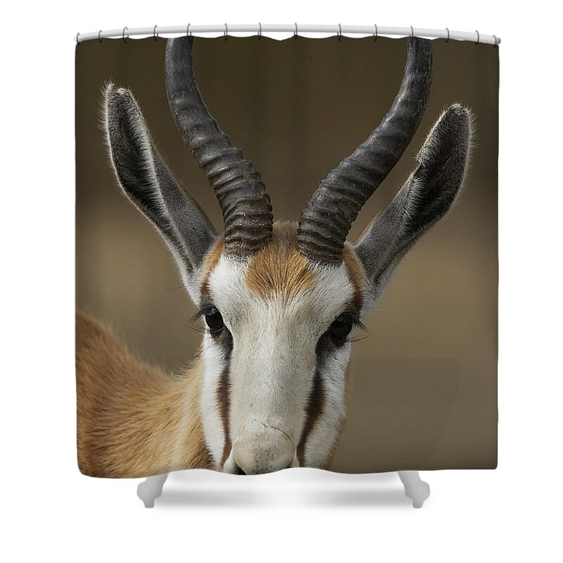 Feb0514 Shower Curtain featuring the photograph Springbok Portrait by San Diego Zoo