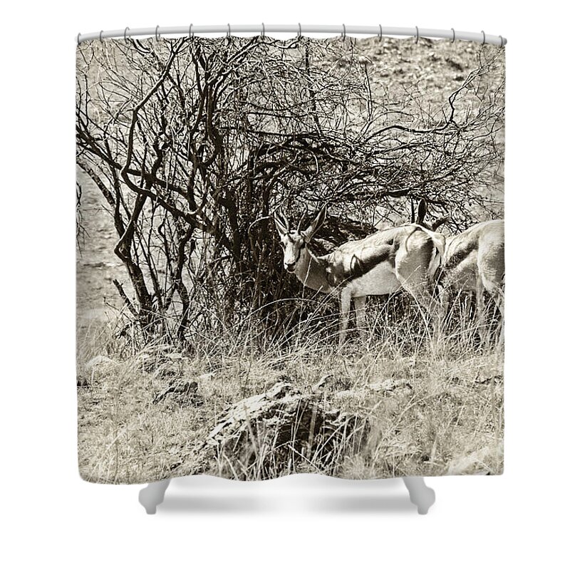 Springbok Shower Curtain featuring the photograph Springbok V2 by Douglas Barnard