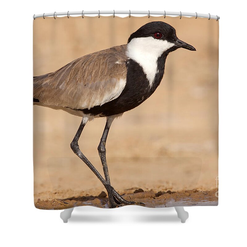 Spur-winged Shower Curtain featuring the photograph Spur-winged Lapwing Vanellus spinosus by Eyal Bartov