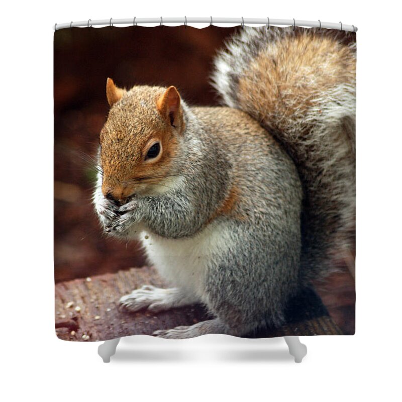 Grey Squirrel Shower Curtain featuring the photograph Squirrel Eating by Ron Roberts