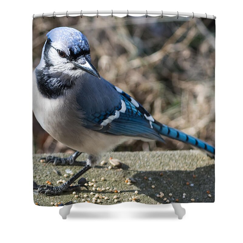 Blue Jays Shower Curtain featuring the photograph Strike a Pose by Holden The Moment
