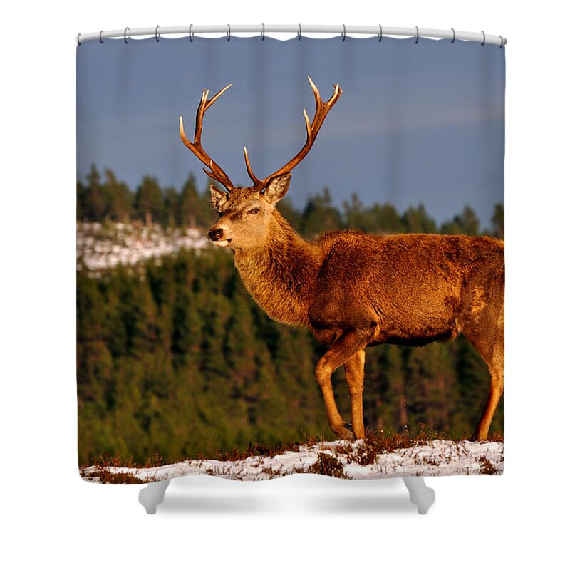 Stag In Snow Shower Curtain featuring the photograph Stag in the Winter Sun by Gavin Macrae
