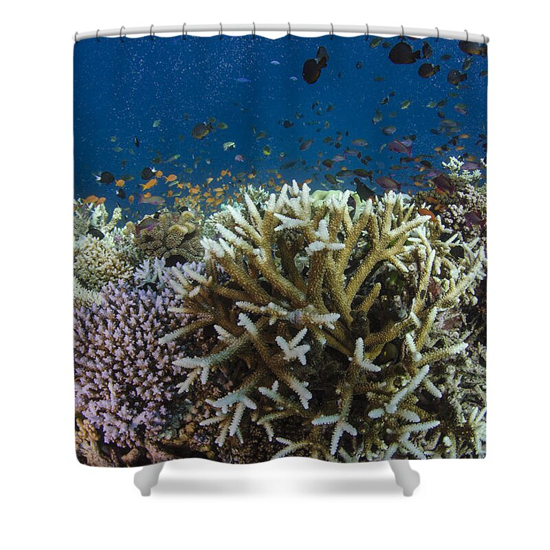Pete Oxford Shower Curtain featuring the photograph Staghorn Coral And Fish Koro Island Fiji by Pete Oxford