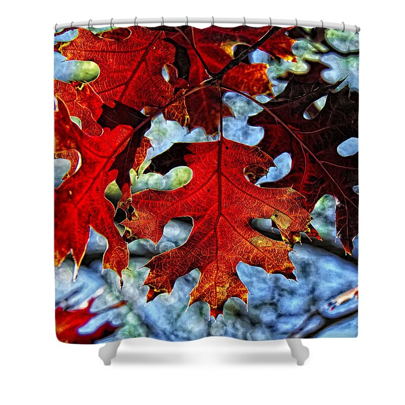 Fall Colors Canvas Print Shower Curtain featuring the photograph Stained Glass by Lucy VanSwearingen