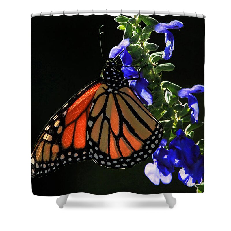 Monarch Butterfly Shower Curtain featuring the photograph Stained Glass Wings by Donna Kennedy