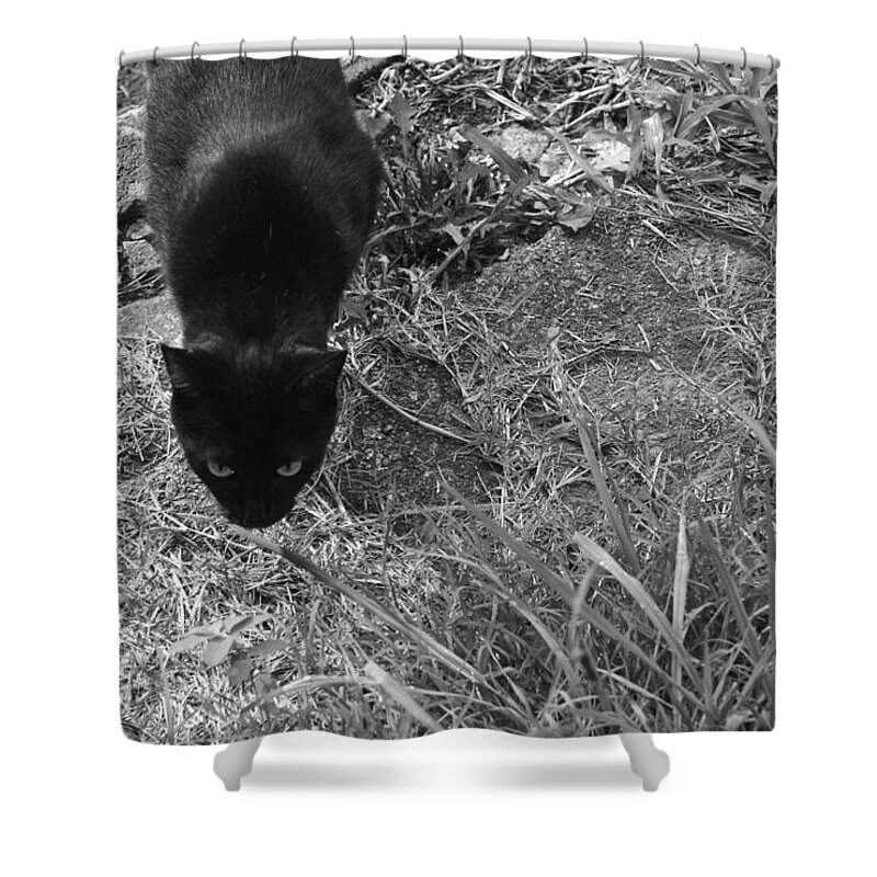 Black Cat Shower Curtain featuring the photograph Stalking Cat by Melinda Fawver