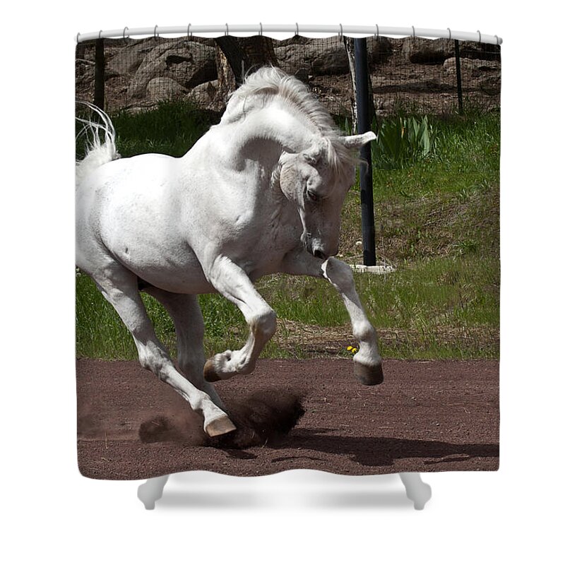 Stallion Shower Curtain featuring the photograph Stallion by Wes and Dotty Weber