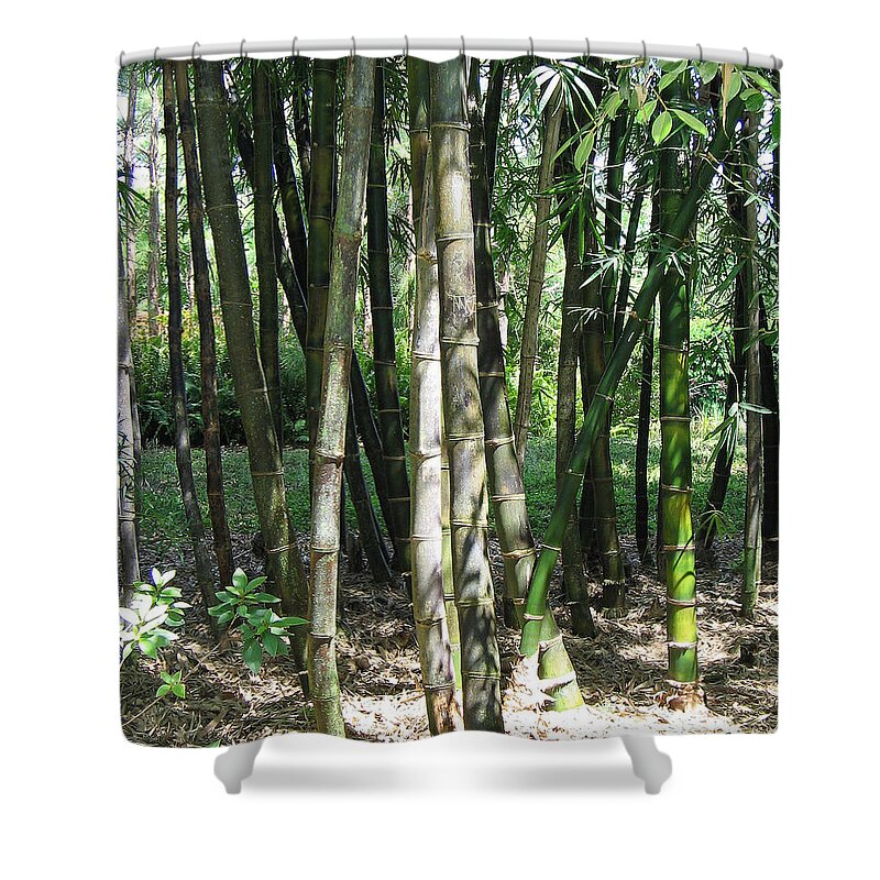 Florida Shower Curtain featuring the digital art Stand of Bamboo by John Vincent Palozzi