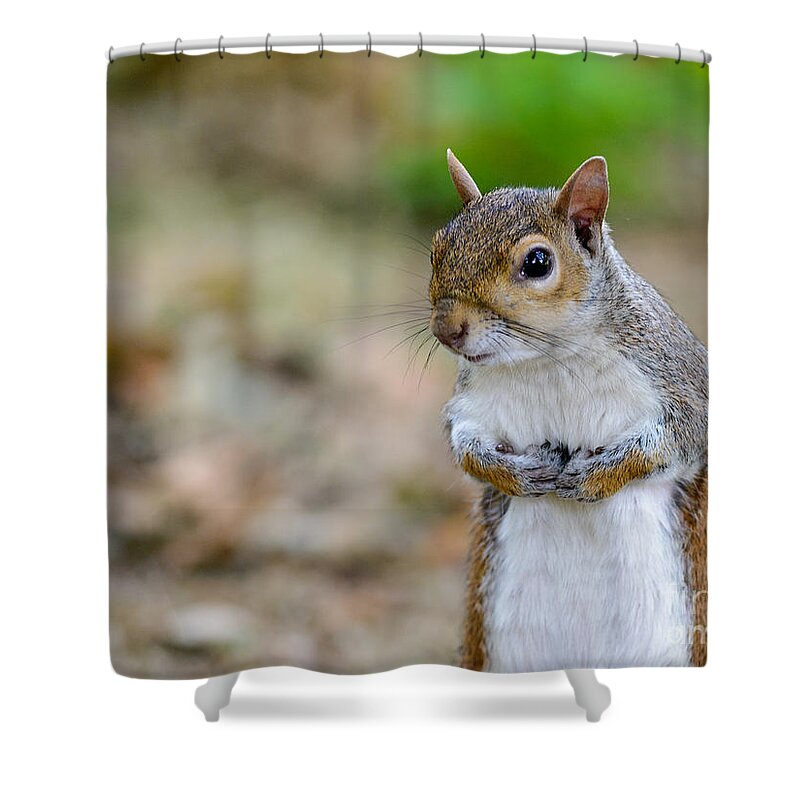 Standing Shower Curtain featuring the photograph Standing Squirrel by Matt Malloy