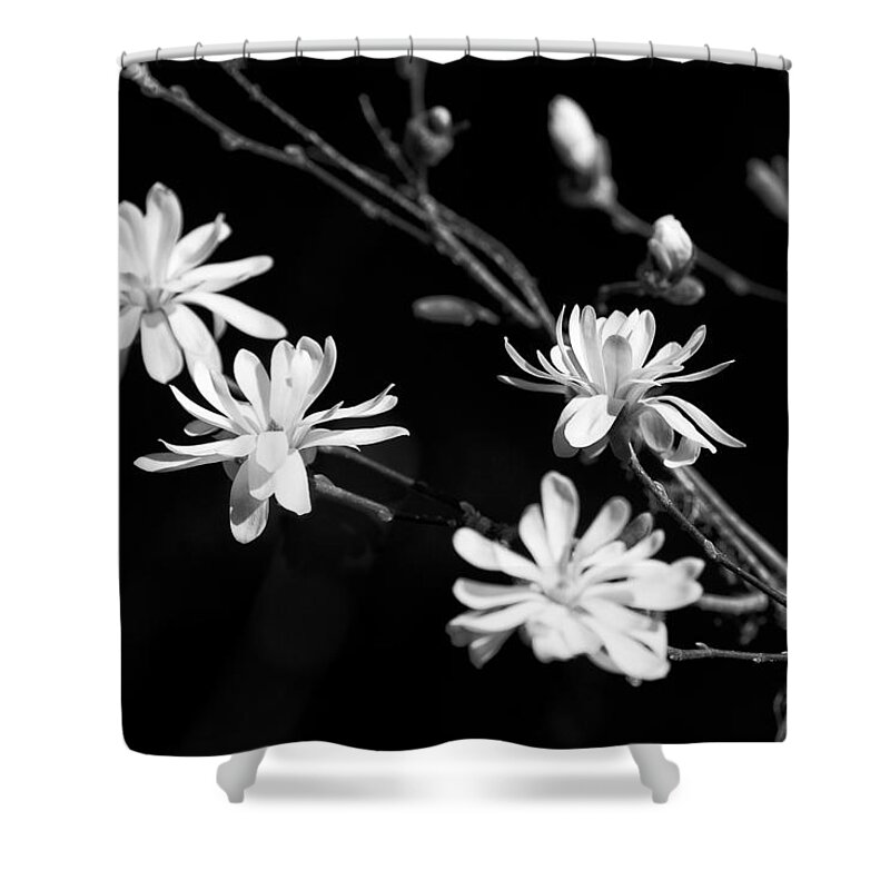 Star Magnolia Shower Curtain featuring the photograph Star Magnolia in Black and White by Belinda Greb