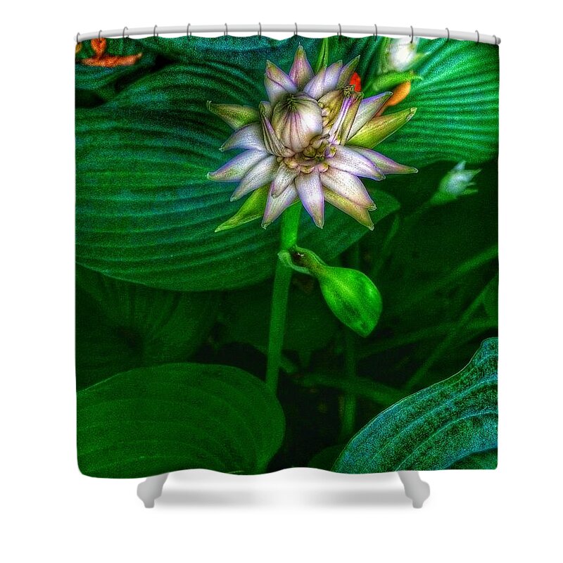 Flowers Shower Curtain featuring the photograph Starburst Bloom by Nick Heap