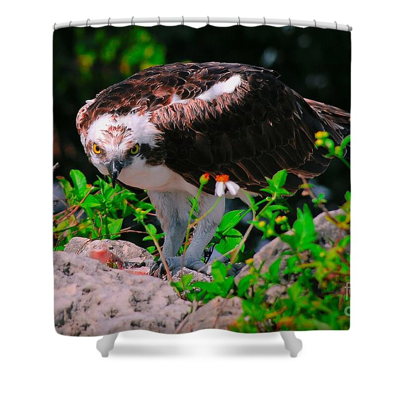 Osprey Shower Curtain featuring the photograph Stare into my eyes by Quinn Sedam