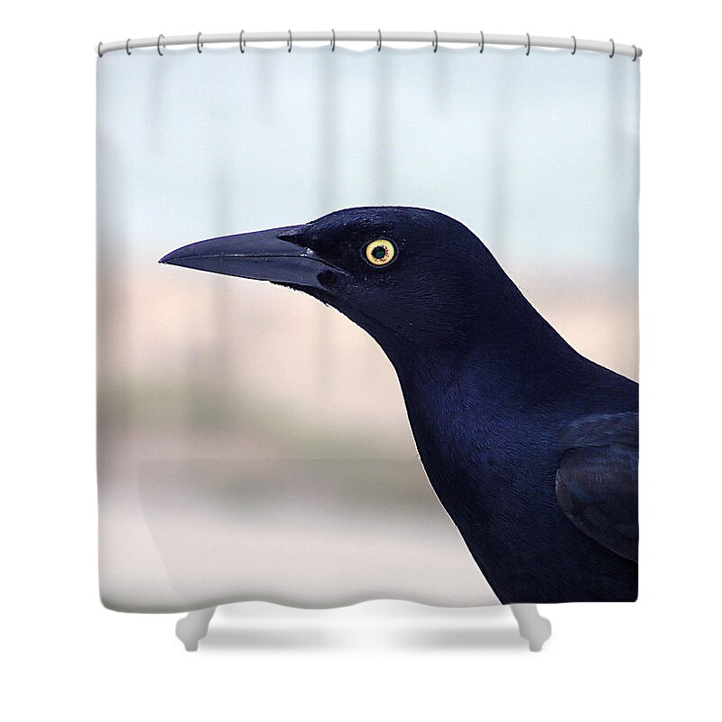 Male Shower Curtain featuring the painting Stare of the Male Grackle by Adam Johnson