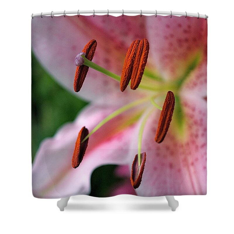 Lilies Shower Curtain featuring the photograph Stargazer by Rona Black
