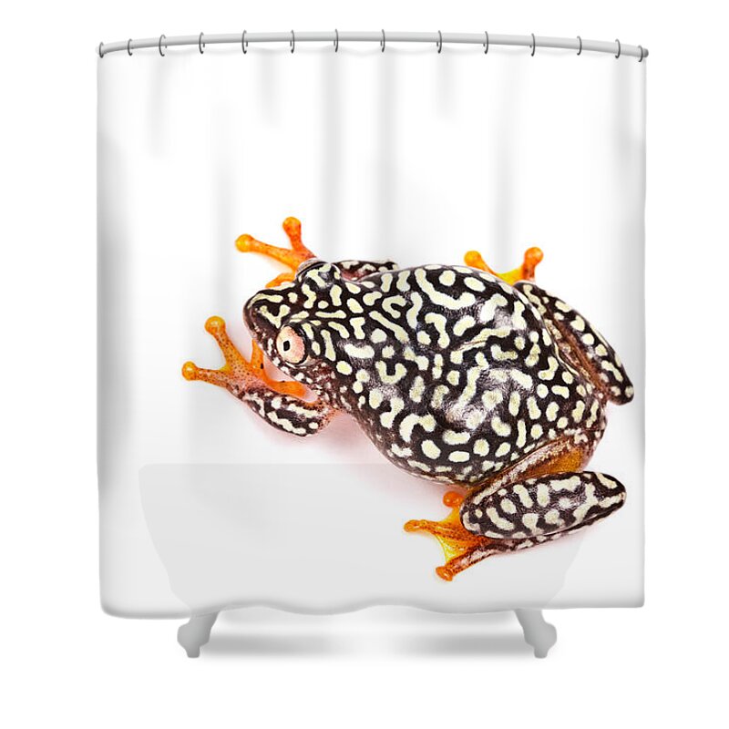White-spotted Reed Frog Shower Curtain featuring the photograph Starry Night Reed Frog by David Kenny
