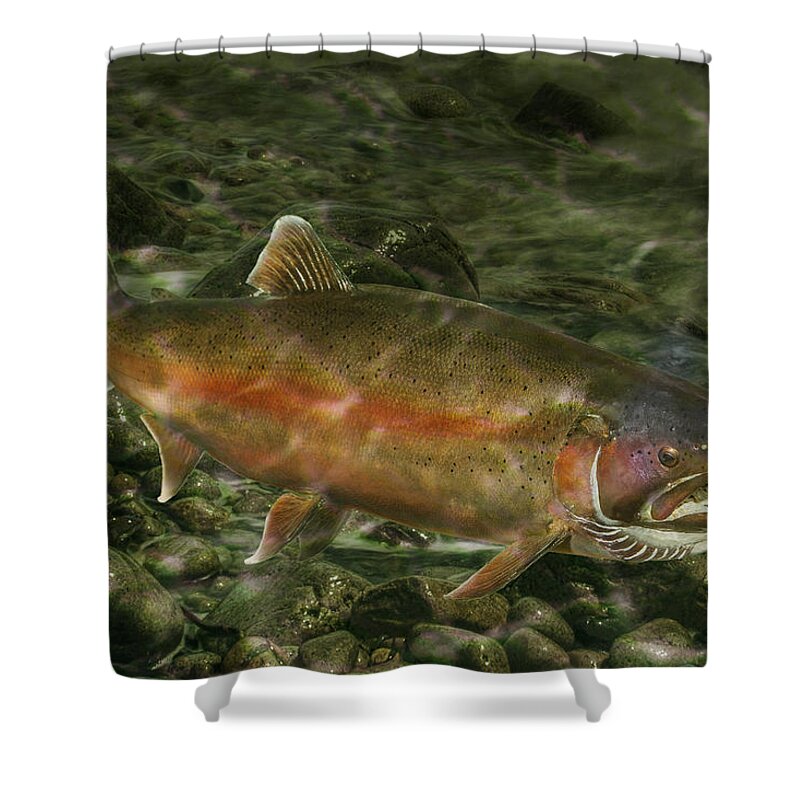 Trout Shower Curtain featuring the photograph Steelhead Trout Spawning by Randall Nyhof