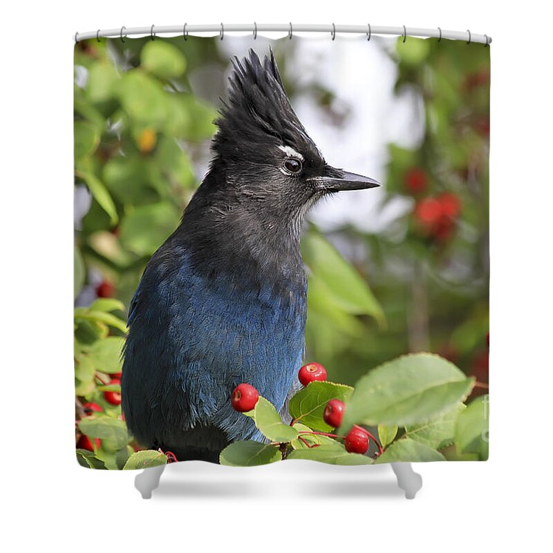 Bird Shower Curtain featuring the photograph Steller's Jay and Red Berries by Teresa Zieba