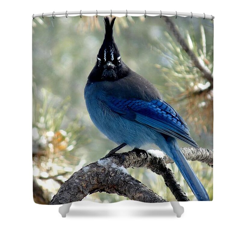 Colorado Shower Curtain featuring the photograph Steller's Jay - Posing by Marilyn Burton