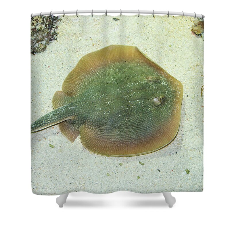 Stingray Shower Curtain featuring the photograph Stingray by Andreas Berthold