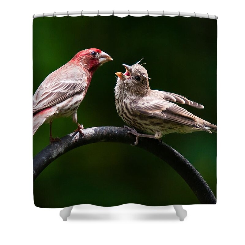 Purple Finch Shower Curtain featuring the photograph Stop playing dad. give it to me by Robert L Jackson