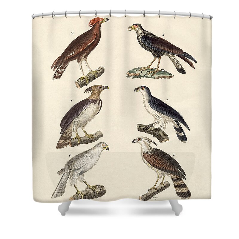 Bertuch Shower Curtain featuring the drawing Strange eagles by Splendid Art Prints