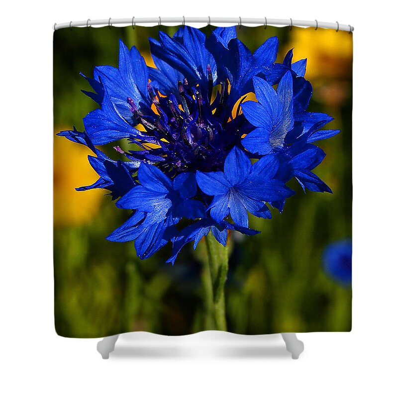 Flower Shower Curtain featuring the photograph Straw Flower by Roger Becker