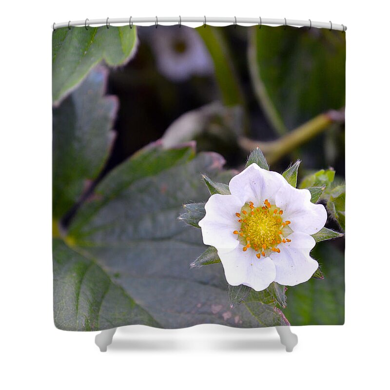 Strawberry Shower Curtain featuring the photograph Strawberry Flower by Brent Dolliver