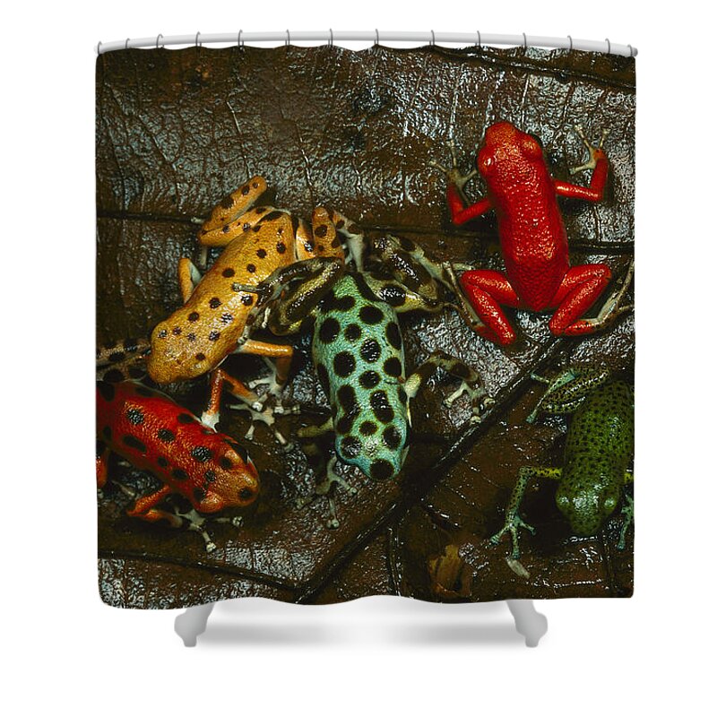 Feb0514 Shower Curtain featuring the photograph Strawberry Poison Dart Frog Colors by Mark Moffett
