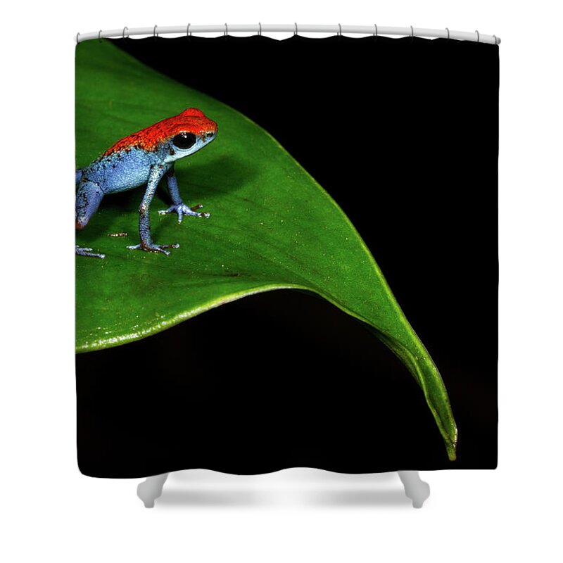 Animal Themes Shower Curtain featuring the photograph Strawberry Poison Frog by J.p. Lawrence Photography