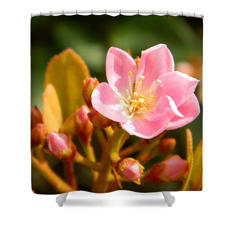 Pink Shower Curtain featuring the photograph Street flower by Andrea Anderegg