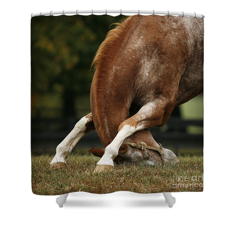 Horse Shower Curtain featuring the photograph Stretching My Neck by Carol Lynn Coronios