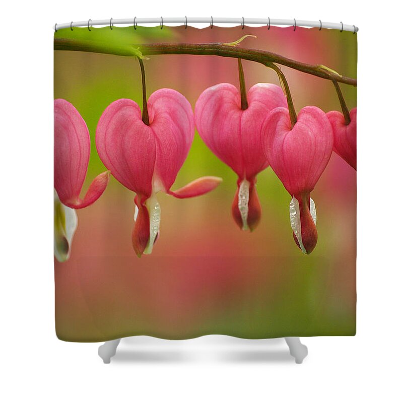 Flowers Shower Curtain featuring the photograph String Of Hearts by Dorothy Lee
