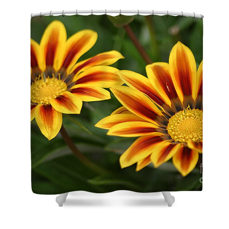 Gazania Shower Curtain featuring the photograph Striped Gazania by Living Color Photography Lorraine Lynch
